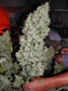 Stimulant AminoXtrem 1 Litre - METROP - Engrais Concentré Assimilable Pour Plantes